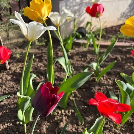 Ferienhaus The Forest Loft *